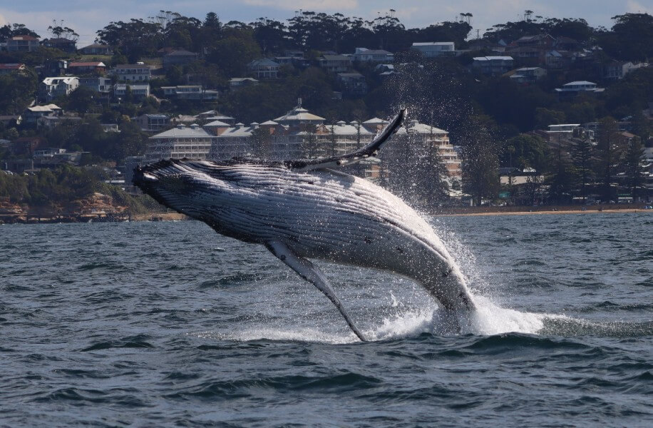 Whale watching Central Coast