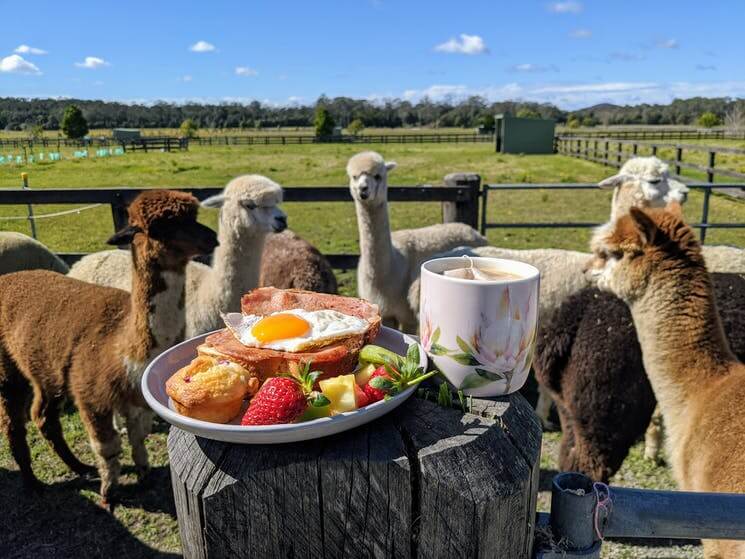 Breakfast with Alpacas, Central Coast
