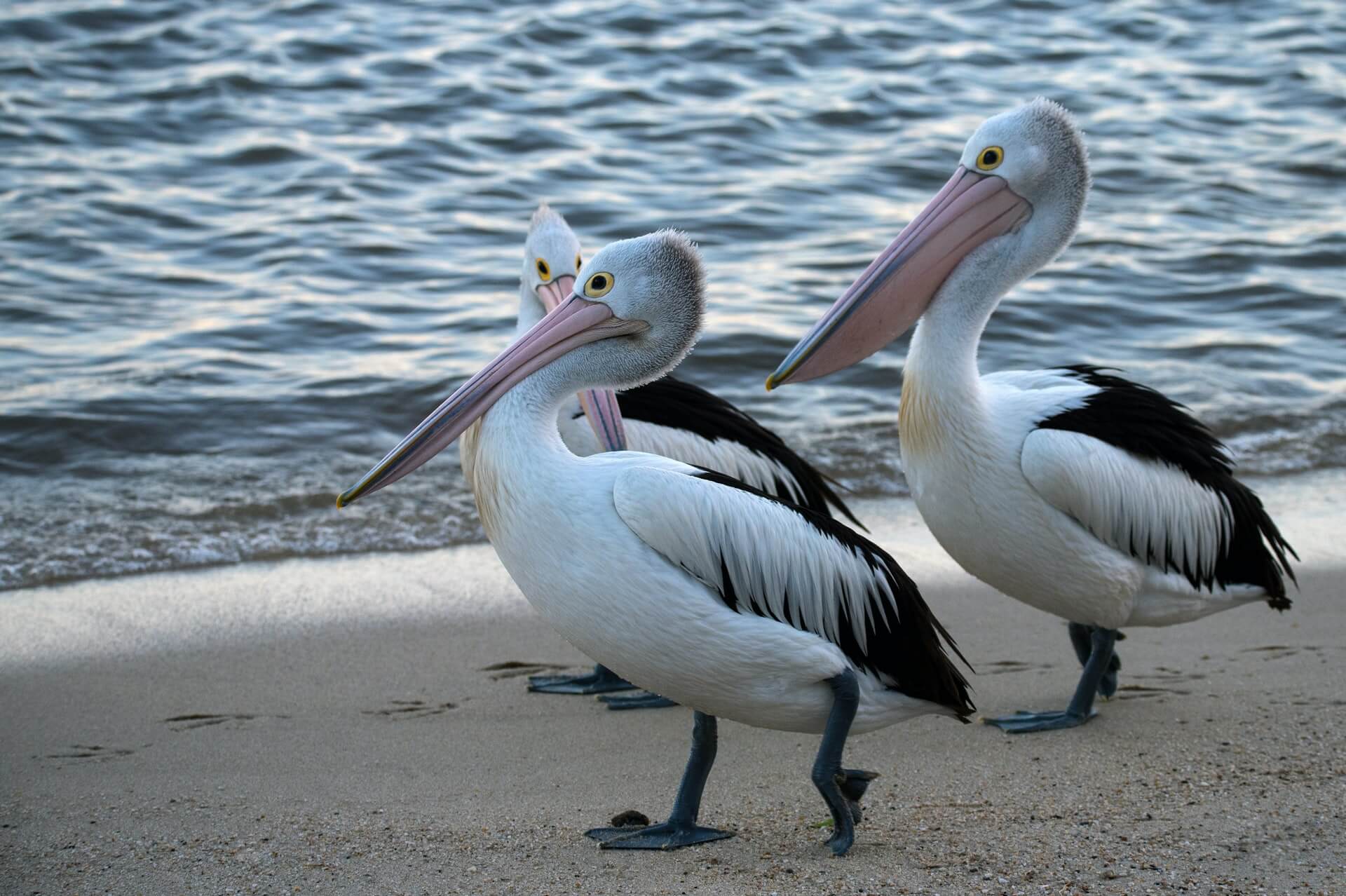 Pelicans, the Entrance