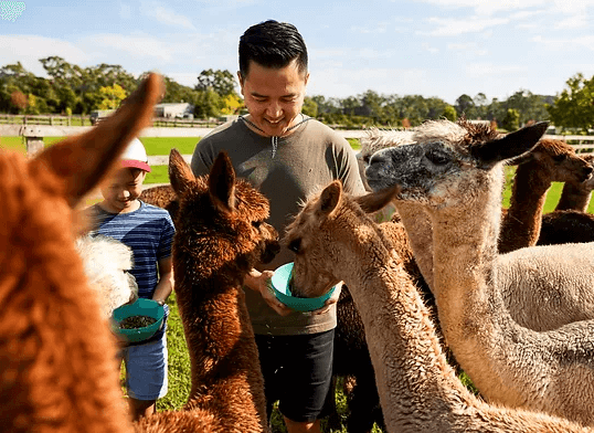 Afternoon alpaca experience