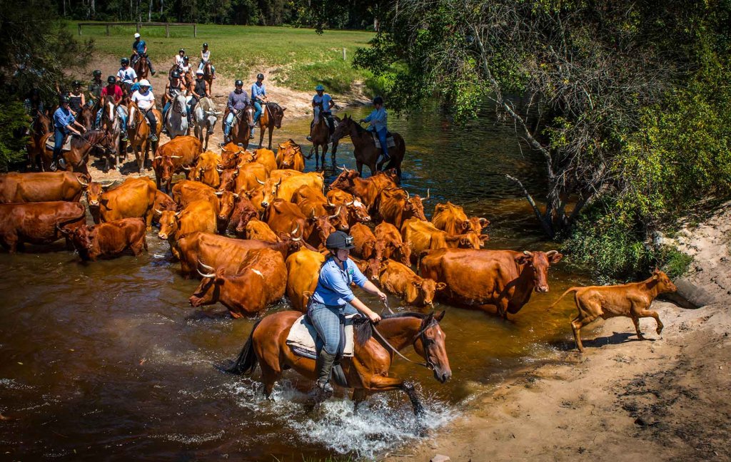Cattle drive ride