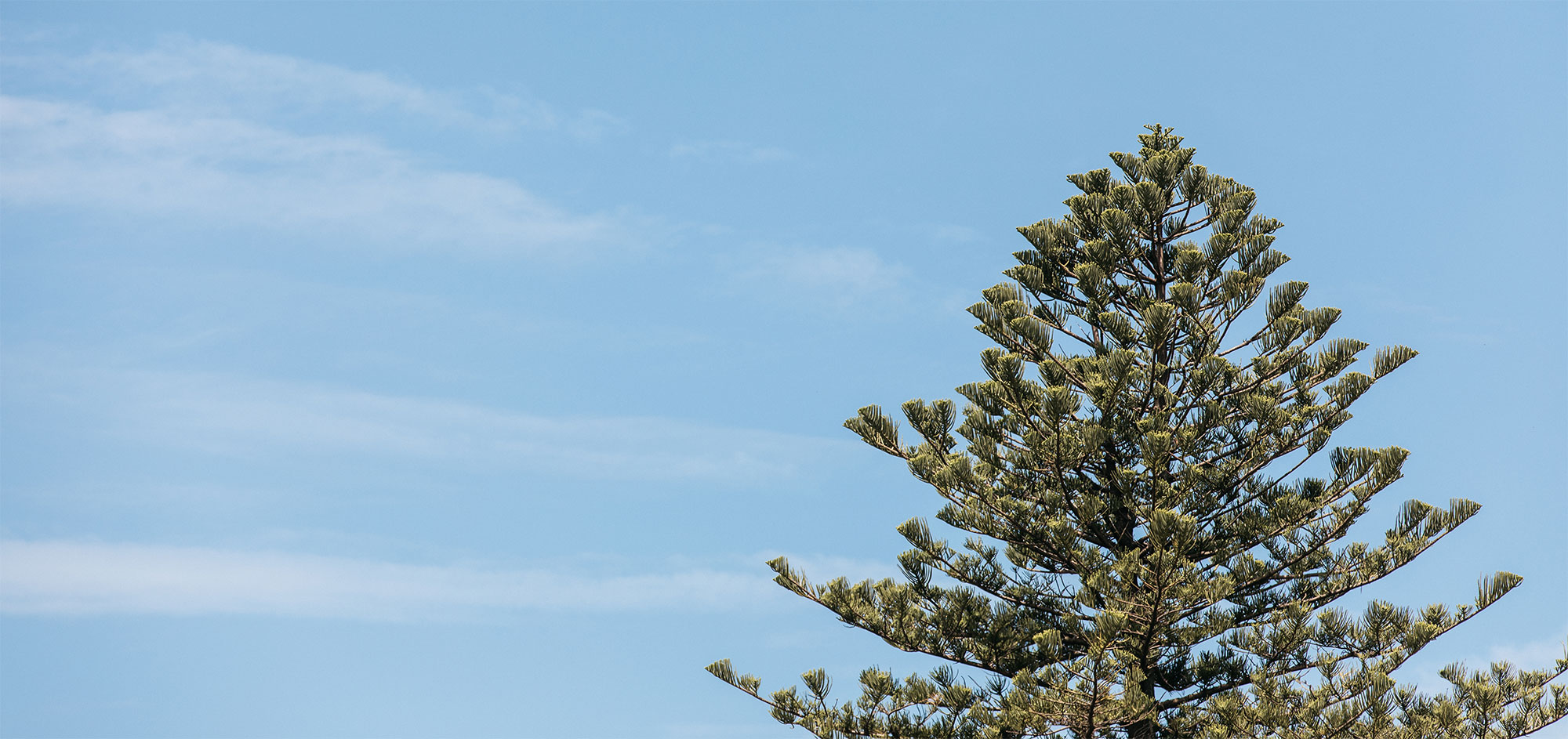 Terrigal pine